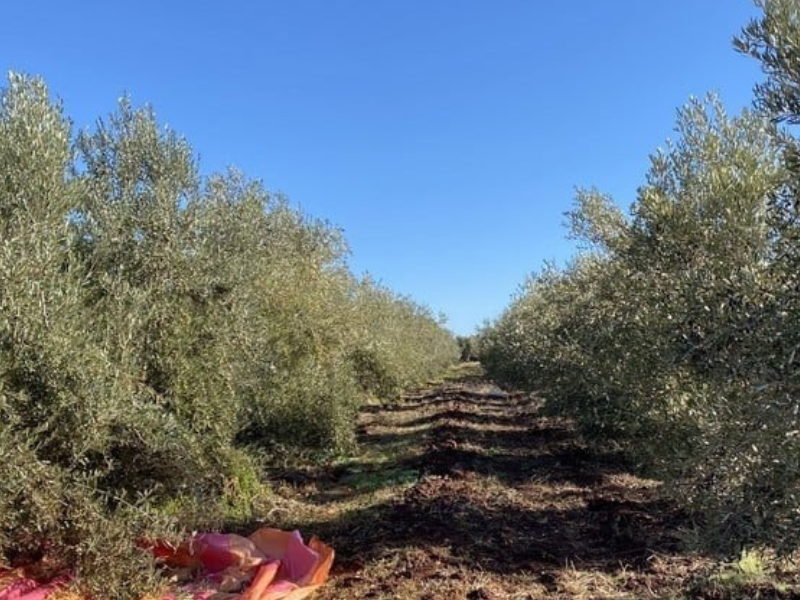 نتائج إيجابية لبرنامج المنصات التطبيقية لزراعة الزيتون وتوصيات لتعزيز البحث الفلاحي