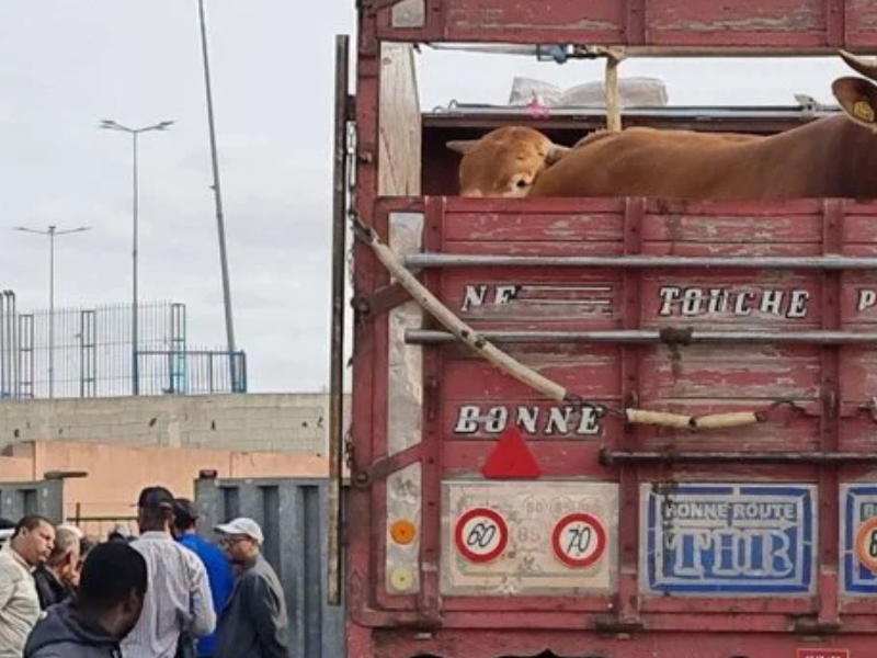 ارتفاع قياسي في أسعار المواشي بأسواق الشمال بعد الأمطار الغزيرة والفيضانات