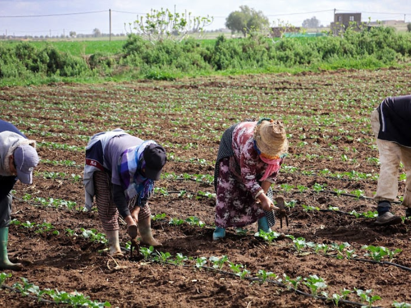 انتعاش الموسم الفلاحي يعيد الحيوية إلى سوق الشغل القروي في المغرب