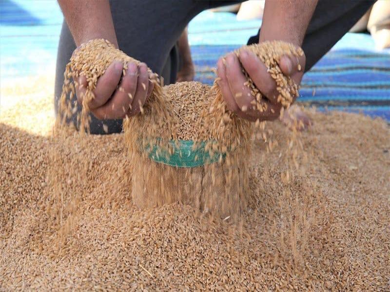 رياح التفاؤل تهب على الحقول المغربية : محصول الحبوب يلامس 82 مليون قنطار ويعيد رسم خارطة النمو الاقتصادي