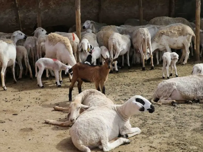 بعد عملية الترقيم… لجان محلية تشرع في مراقبة إناث الماشية عبر مختلف جهات المملكة