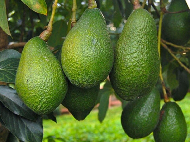 تراجع صادرات الأفوكادو المغربي إلى 58 ألف طن.. موسم صعب ومليء بالتحديات