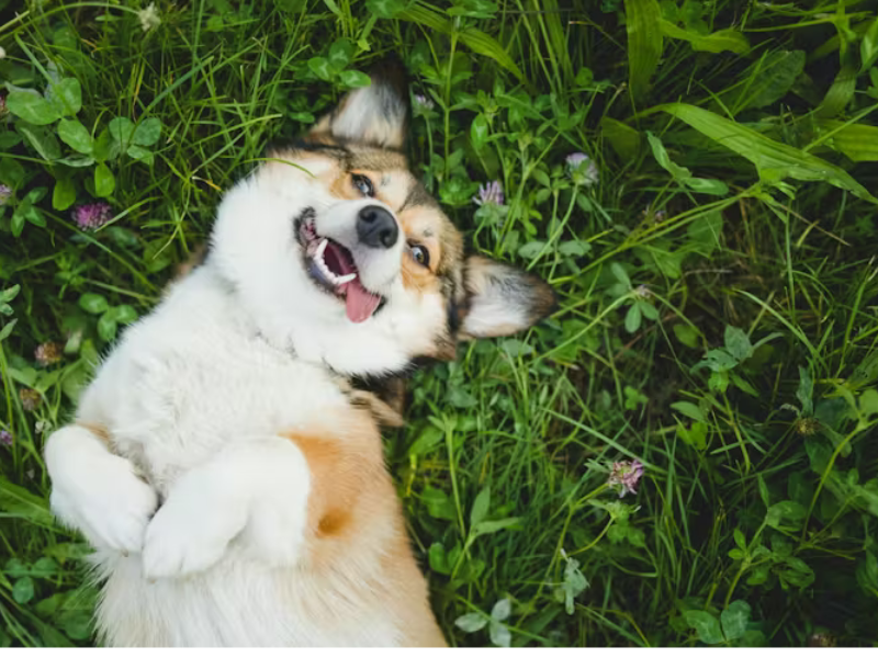 خمس مخاطر على الحيوانات يجب الانتباه لها مع قدوم الربيع