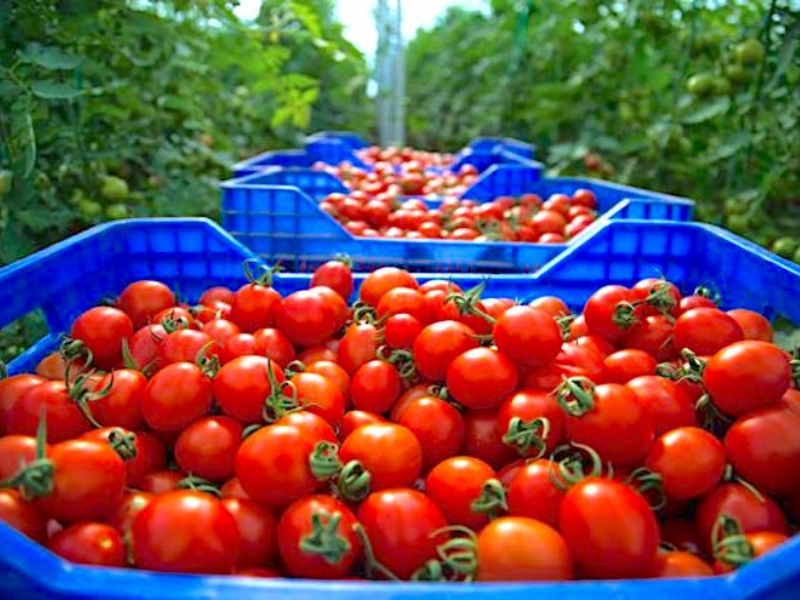 اتحاد الفلاحين في إسبانيا يطالب بفرض قيود على صادرات الطماطم المغربية