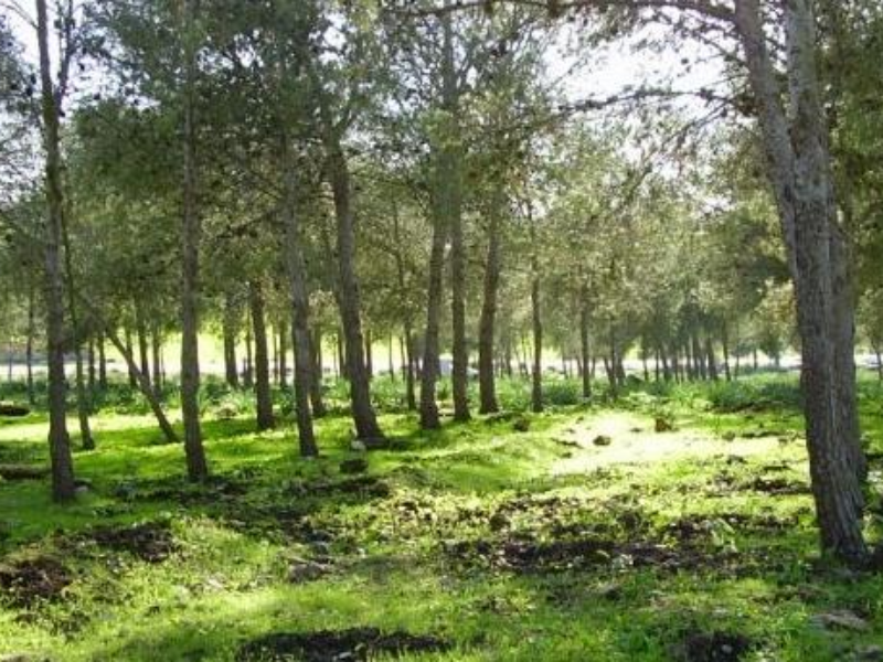 المجلس الاقتصادي والاجتماعي يحذر :  شبكة المسالك الغابوية بالمغرب مهددة بالانهيار