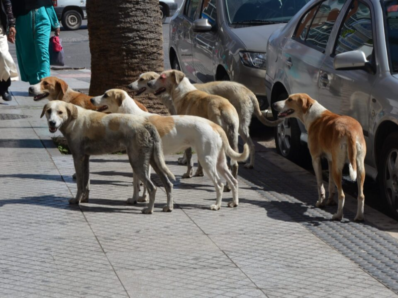 لفتيت يكشف تخصيص 280 مليون درهم لمواجهة ظاهرة الكلاب الضالة