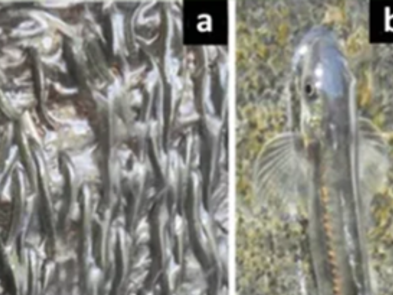 سمكة صغيرة تتحدى الجاذبية.. اكتشاف علمي يوثق قدرتها على تسلق شلالات عمودية في الكونغو