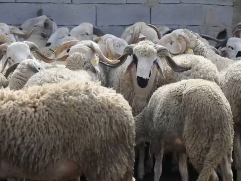 الدوافع وراء ارتفاع أسعار اللحوم الحمراء في الدار البيضاء