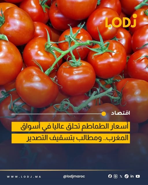 ارتفاع أسعار الطماطم بالمغرب يصل إلى 14 درهماً للكيلوغرام