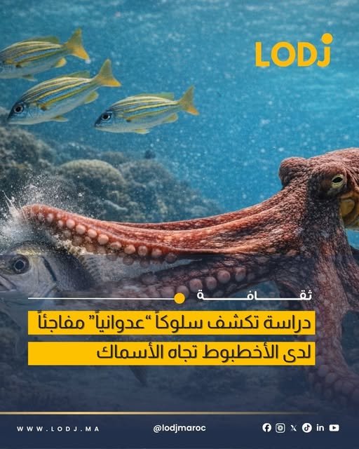 باحثون يكشفون جانباً عدائياً غير متوقع عند الأخطبوط