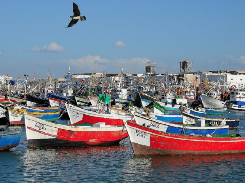 ميناء العرائش يسجل انخفاضاً ملحوضا في مفرغات الصيد