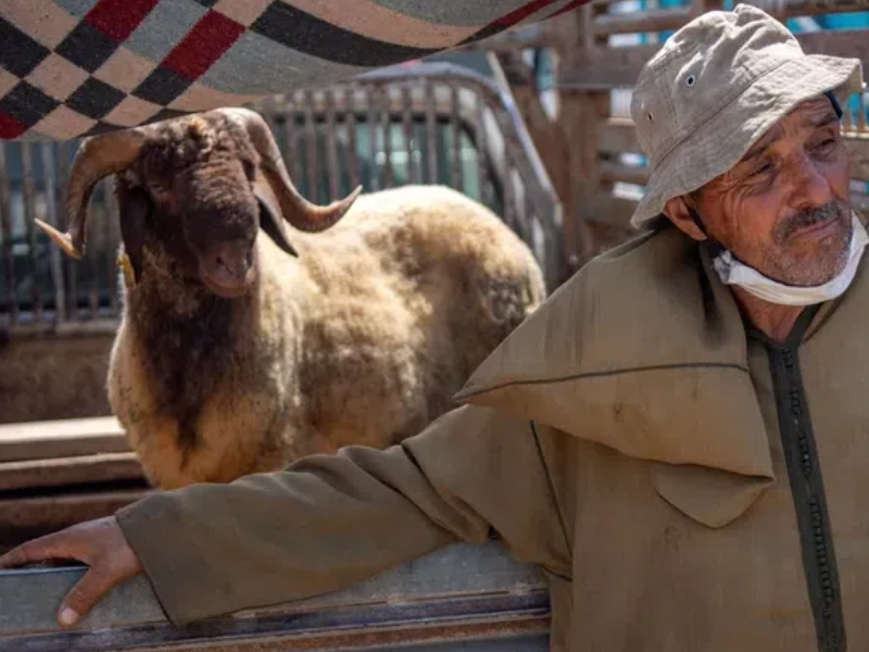 أخنوش :  وفرة القطيع تتجاوز 40 مليون رأس ولا دعم إضافي للكسابة بعد صرف 13 مليار درهم