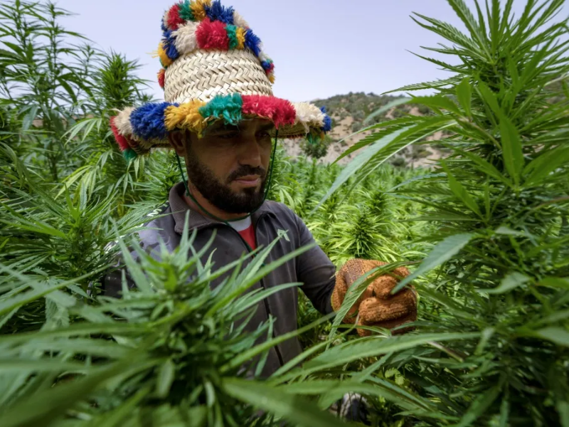القنب الهندي بالمغرب : إنتاج وطني يناهز 19.576 قنطارا و5765 رخصة نشيطة خلال 2025