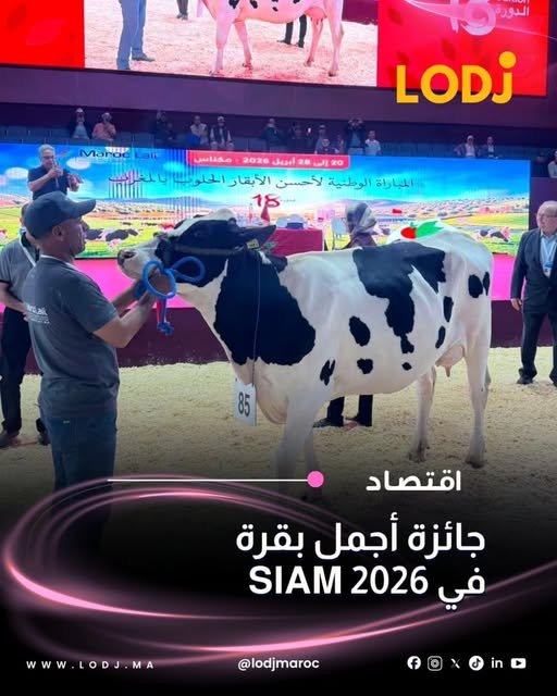 الجمال في بساطة الطبيعة وخيرات بلادنا. لحظة تتويج أجمل بقرة في SIAM 2026.