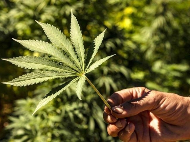 +47% في الإنتاج.. القنب الهندي بالحسيمة يسجل قفزة غير مسبوقة سنة 2025