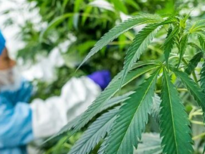 الحسيمة تسجل قفزة في إنتاج القنب الهندي القانوني وتوسّع في الانخراط الفلاحي