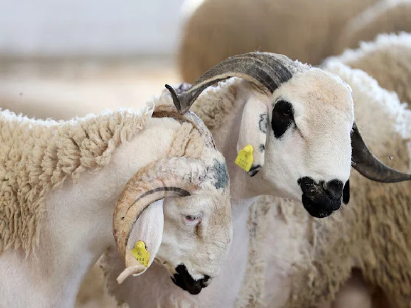 مبادرات دعم الموظفين لاقتناء أضحية العيد تفتح نقاشا حول العدالة الاجتماعية وتفاوت الامتيازات