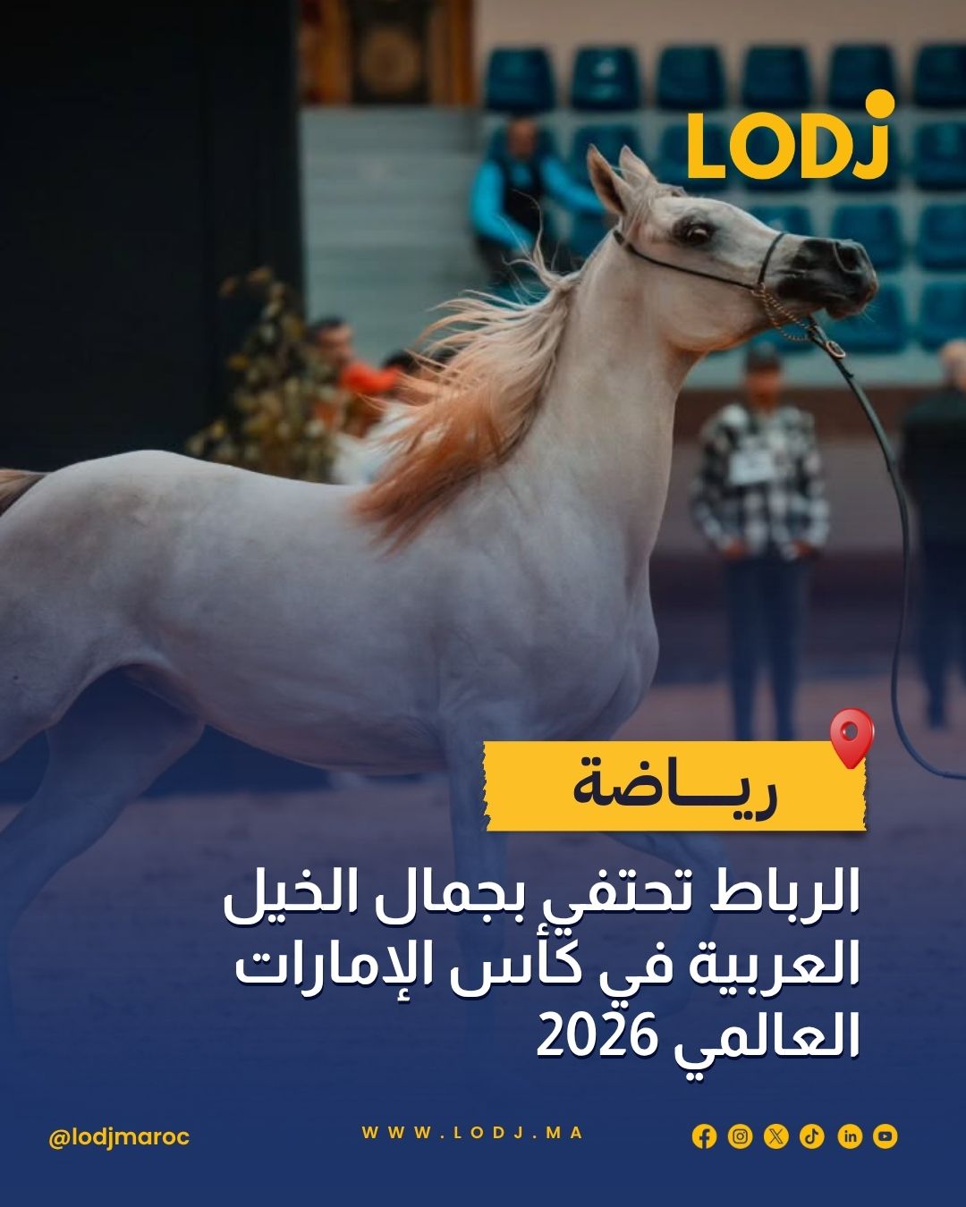 الرباط تحتفي بجمال الخيل العربية في كأس الإمارات العالمي