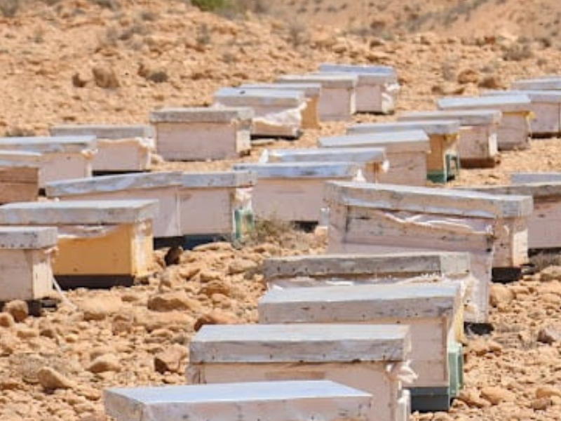 مربّو النحل يواجهون موجة الحر بإجراءات وقائية لحماية الخلايا من الإجهاد الحراري
