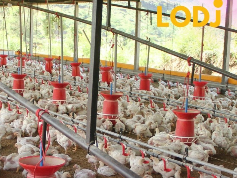 سوق الدجاج بالمغرب: تراجع حاد في الأسعار يضع المربين أمام أزمة خانقة
