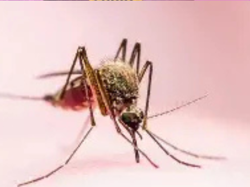 لماذا يقل ظهور البعوض خلال موجات الحر؟.. تفسير علمي لظاهرة يلاحظها كثيرون