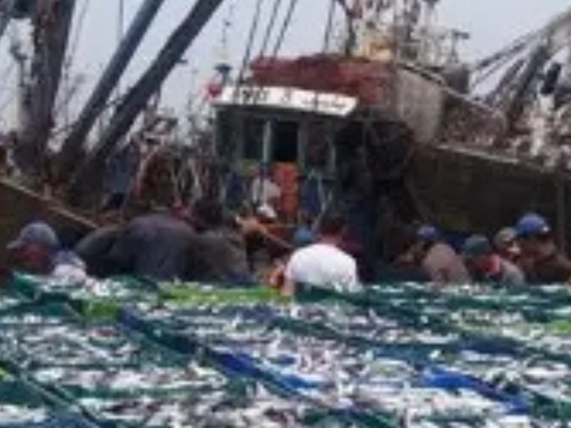 السردين المغربي خارج دائرة القلق.. الفيروس المكتشف في جنوب إفريقيا لا يمس النوع المصطاد بالمغرب