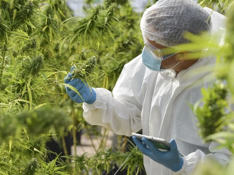 دواء مغربي مستخلص من القنب الهندي لعلاج الصرع يلفت الأنظار في إيطاليا