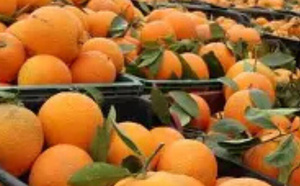 المغرب يسجل رقماً قياسياً في صادرات المندرين إلى ألمانيا