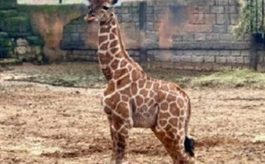 ولادة أول زرافة بالمغرب بحديقة “دريم فيلاج” بالمحمدية.. خطوة نوعية في حماية الحياة البرية