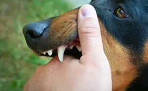 داء الكَلَب في المغرب: تحدٍ صحي واقتصادي كبير