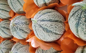 المغرب يطلق موسم تصدير فاكهة “الشاغونتي” نحو الأسواق الأوروبية