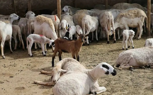 بعد عملية الترقيم… لجان محلية تشرع في مراقبة إناث الماشية عبر مختلف جهات المملكة