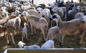 بايتاس :  تم صرف 5,5 مليار درهم لفائدة 1,15 مليون من مربي الماشية