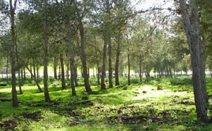 المجلس الاقتصادي والاجتماعي يحذر :  شبكة المسالك الغابوية بالمغرب مهددة بالانهيار