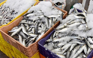 تنبيه أوروبي بعد ارتفاع  مادة الهيستامين في سردين مغربي مجمد