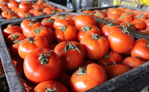 8 يورو للكيلوغرام.. قرار تعليق الصادرات المغربية يهز أسعار الطماطم في أوروبا