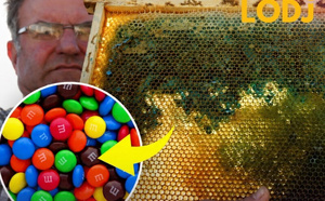 العسل الأزرق والأخضر.. عندما غيّرت حلوى M&amp;M's لون إنتاج النحل