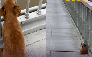 وفاء لا يعرف الكلمات… كلب ينتظر صاحبه على جسر في ووهان