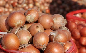 قفزة غير مسبوقة في واردات البصل.. المغرب يستورد ثمانية أضعاف الموسم الماضي
