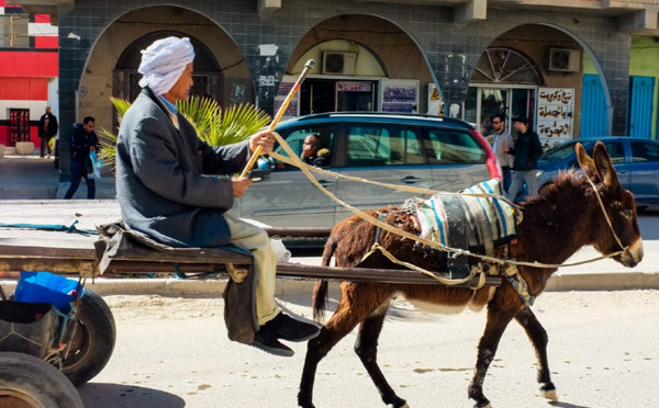 العربات المجرورة بالدواب تشوه جمالية المدن