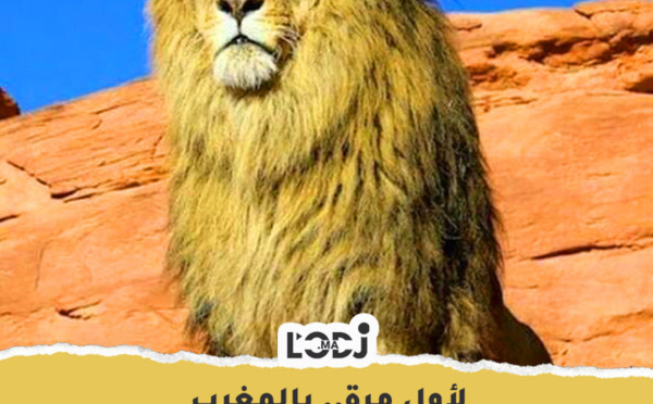 لأول مرة بالمغرب... معرض لتاريخ أسد الأطلس 