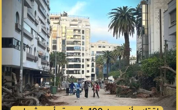 اقتلاع أزيد من 100 شجرة بأحد شوارع الدار البيضاء يغضب الساكنة