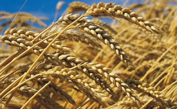 الأمن الغذائي : كيف تدير المملكة وارداتها من القمح ؟