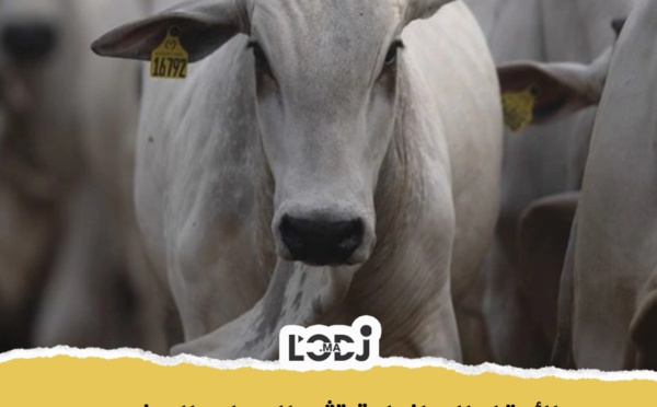 الأبقار البرازيلية تثير الجدل بالمغرب
