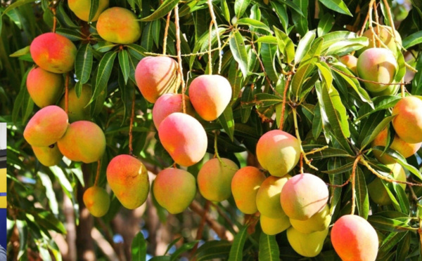 المغرب يسجل رقما قياسيا في واردات فاكهة المانغو