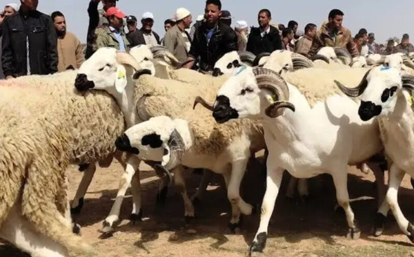 تاريخ إلغاء عيد الأضحى في المغرب:  ثلاث محطات بارزة