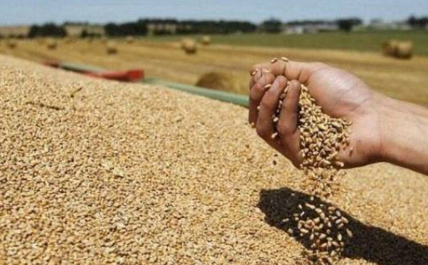 المغرب يستورد 31 ألف طن من القمح الروسي في فبراير 2025