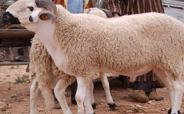 جدل حول تأثير المضادات الحيوية على لحوم الماشية بالمغرب