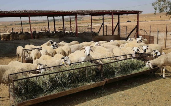 التساقطات المطرية تُنعش آمال "الكسابة" بعد إلغاء نحر الأضاحي