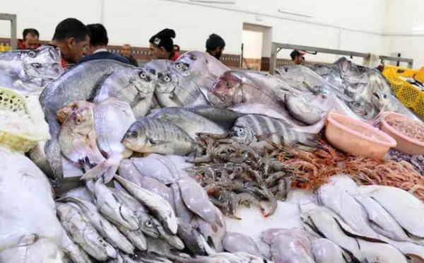 مبادرة «الحوت بثمن معقول» تحقق نجاحًا كبيرًا وتوسعًا غير مسبوق